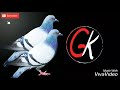 Kabootar Ja Ja New Song Ji Ke Remix DJ Gopal Dj Remix Channel Subscribe Kabootar Ja Ja
