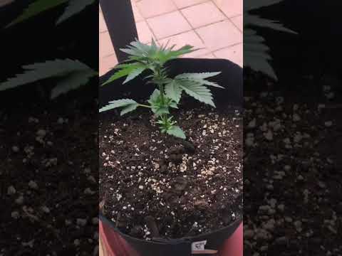 Автоцветы марихуаны 23 день жизни, показали пол #outdoor #weed #marijuanaseeds #barneysfarm