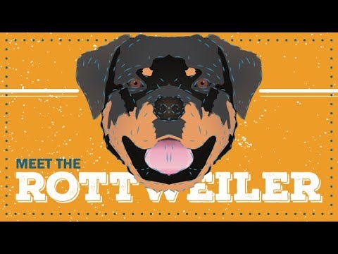 Rottweiler | CKC Breed Facts & Profile