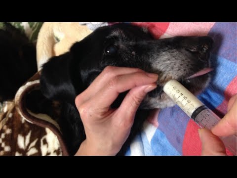 犬に水を飲ませるにはどうすればいいですか?
