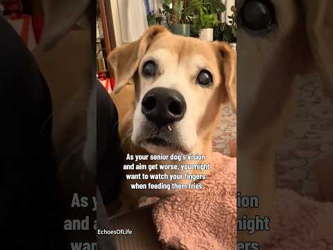 Too Old for This Never.#dog #dogs #olddog #olddogs #funny #animals #dogsworld #doggys #doggie