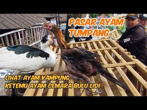 TUMPANG CHICKEN MARKET SEE FREE-TO-DOWN CHICKENS MEET FISH-FLOWER CHICKENS