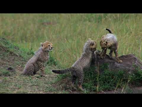 African wild  cats