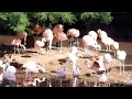 CHILEAN FLAMINGO Chilei Flamingó Phoenicopterus Chilensis
