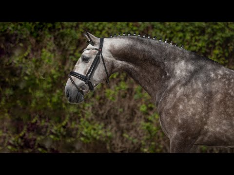 Horse for Sale | Piro Free Premium Quality Lusitano in route to Grand Prix (REF#797)