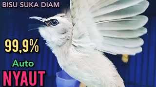 Download lagu Trucukan BISU STRES Suka Diam Agar Cepat GACOR putarkan Pancingan ini 99,9%  Langsung NYAUT NGROPEL mp3