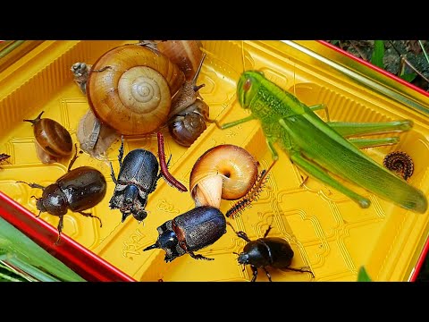 Many Red Spotted Millipedes, Red Millipedes, Black BullBeetle and More Insects in My Colony #insects