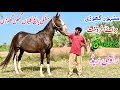 Mushki Pregnant Mare For Sale 63 Inch Height Pure Pakistani Desi Breed Horse Gahbhan Ghodi