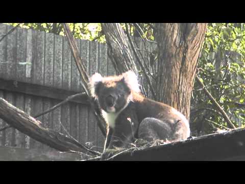 Koala