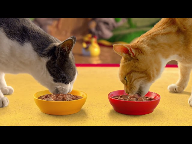 video apresentando a marca Purina Friskies