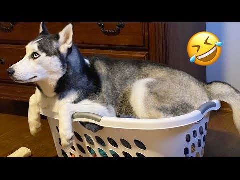 FUNNIEST Huskies | Normal dogs vs Huskies🤣 | 10 Minutes Best Videos