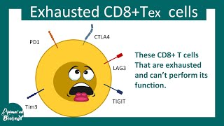 Exhausted T cell | role of immune checkpoint in cancer | exhausted T cell and cancer | USMLE