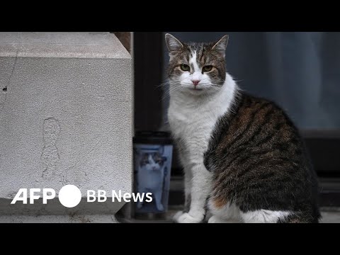 ダウニング街の猫 10 匹のリスト - 定義