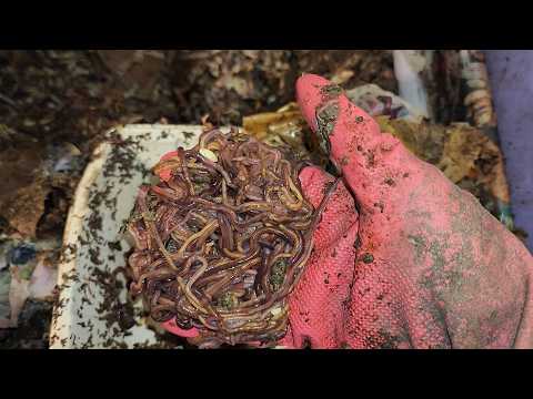 Mixed Worm Bin 2 Checking In to Large Worm Ball 10 Days Since Feeding 12 February 2025
