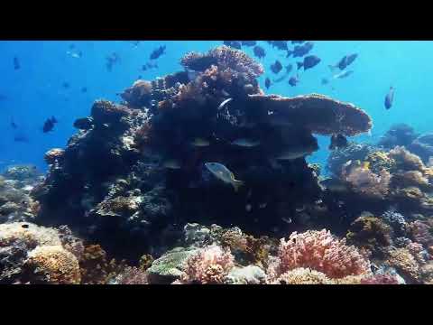 Apo Reef Philippinen 06 2024