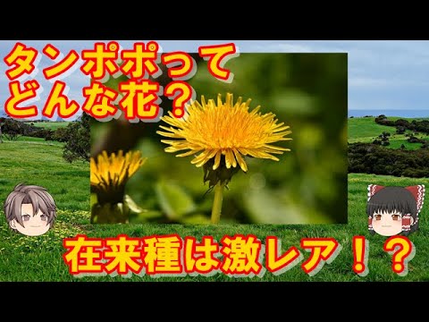 芝生のタンポポを食べる方法