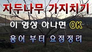 [텃밭농부. 1,319]  자두나무 가지치기. 이 영상 하나면 OK. 용어부터 요점정리.