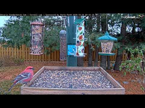 Male Pine Grosbeak Joins White-crowned Sparrow At Ontario Feeders – Oct. 26, 2020