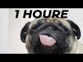 Pug Licks Screen For 1 Hour