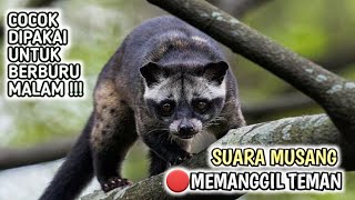 Download lagu Suara musang pandan sangat ampuh memanggil teman // Suara luwak mp3 Download lagu Suara musang pandan sangat ampuh memanggil teman // Suara luwak mp3
