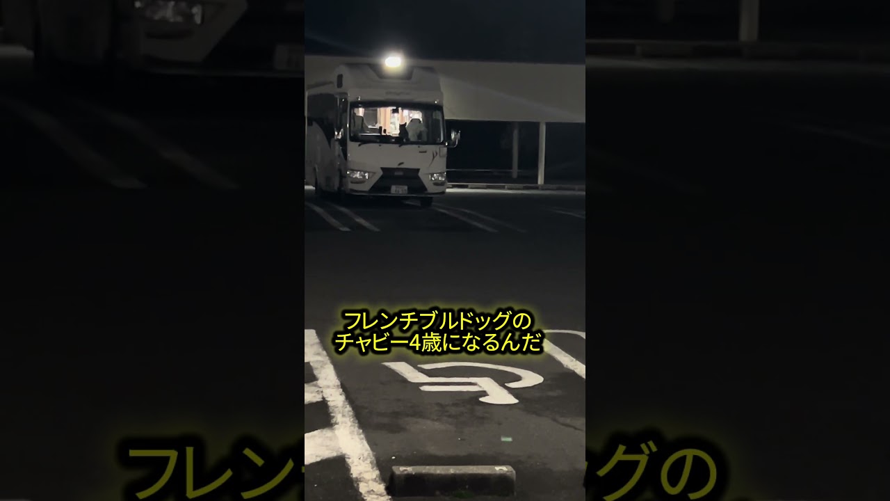 フレンチブルドッグのいる暮らし #キャンピングカー #ボーダーバンクス#フレンチブルドッグ#フレブル#フレブルのいる生活