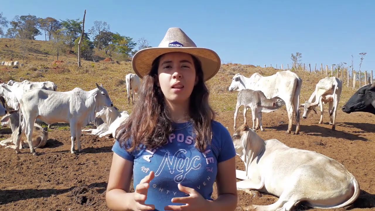Bem-estar animal no manejo de bovinos de corte