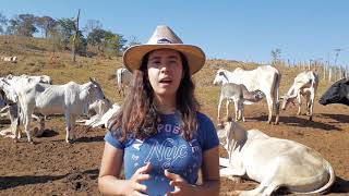 Bem-estar animal no manejo de bovinos de corte