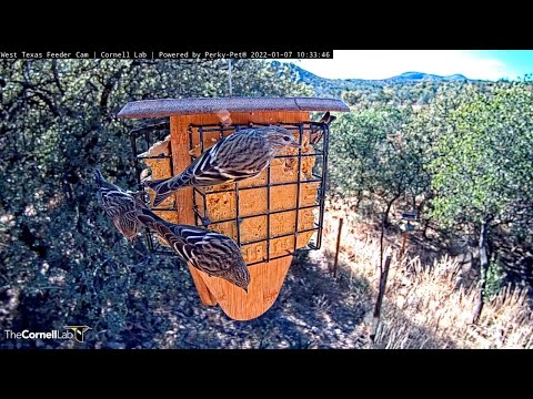 Pine Siskins Peck At Suet In West Texas – Jan. 7, 2022