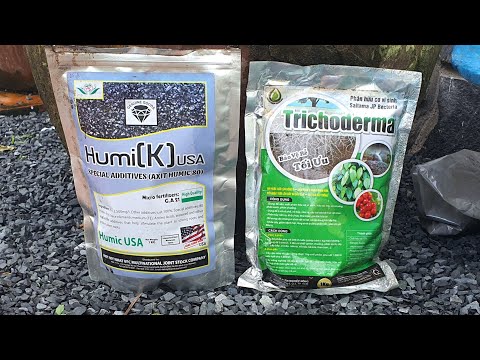 Cách phòng nấm bệnh định kỳ cho bộ rể cây mai vàng bằng chế phẩm sinh học hữu hiệu.