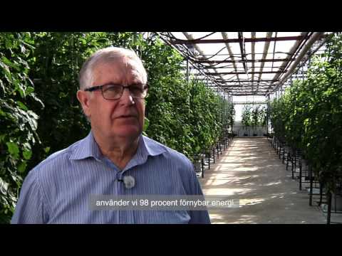 Ingelstorps klimatcertifierade tomater