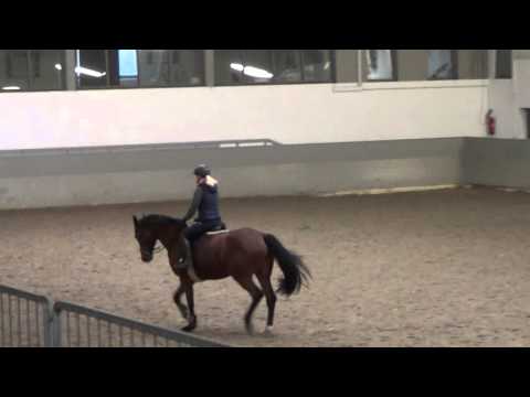 Lordabella; Lordanos x Quidam de Revel, geb. 2011