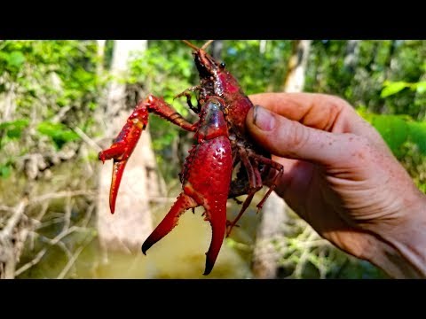 2,500 mile Fishing Adventure - PART 3: Fishing Louisiana! (Catfish, Frogs and Crawfish!)