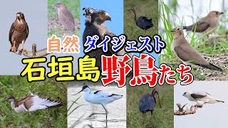 石垣島バードウオッチングガイドSeaBeans