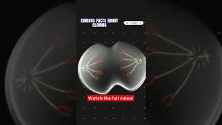 Curious facts about cloning Part 23 #science #cloning #clon #medicin #biology #engineering #genetic