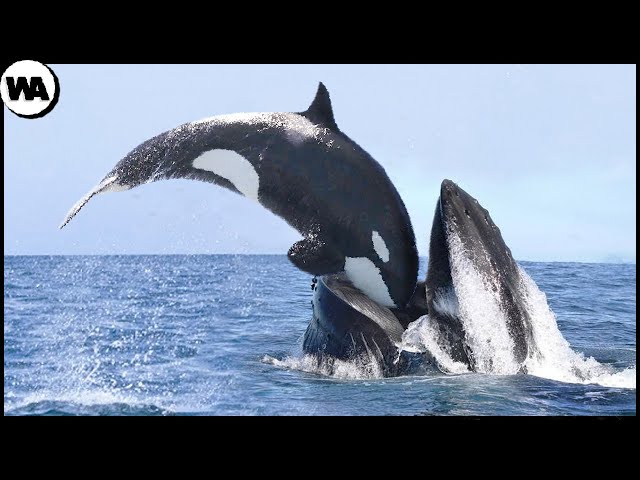 הגיית וידאו של orcas בשנת אנגלית