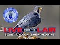 Blue Falcon Shenanigans | Live From The Lair Blue Falcon Shenanigans | Live From The Lair