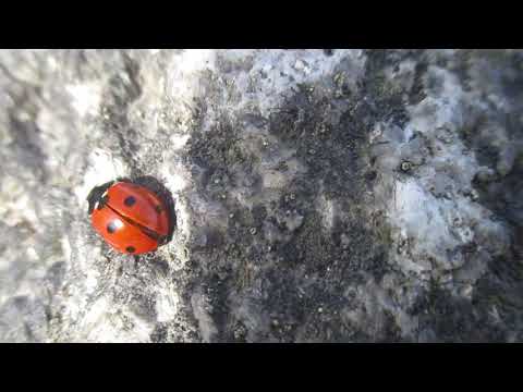 Årets första nyckelpiga!