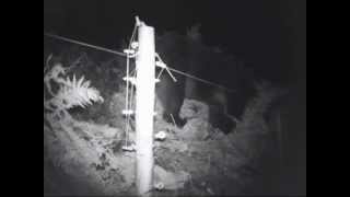 Oso saltando una valla