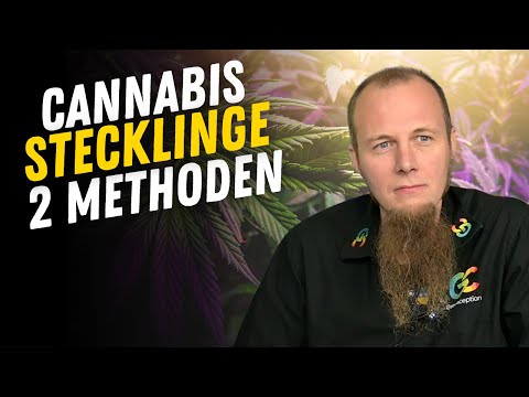 Cannabis Stecklinge schneiden - 2 Methoden , die du kennen solltest.