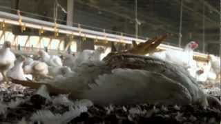 Anonymous - Viva la Revolution