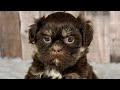 Shih Tzu dogs for sale: Boy Kobe - 8933 - Video 1