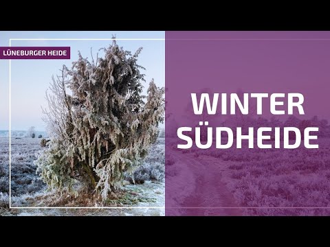 Die traumhafte Winterlandschaft der Südheide