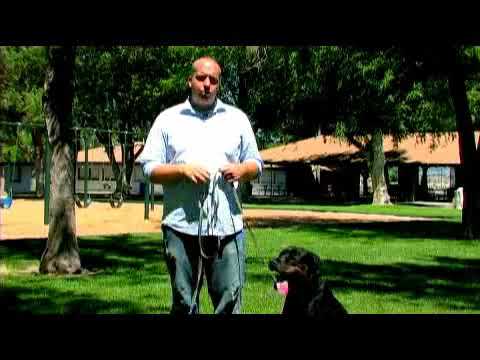 YouTube video about: How to teach a dog to fetch a newspaper?