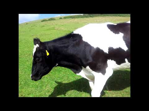 Cow - Sparklehorse