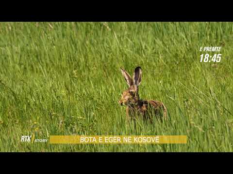 RTK Story - Bota e egër në Kosovë , promo 21.05.2021