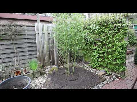 Bambus - Einpflanzen im Garten: Wie pflanze ich einen Bambus an?