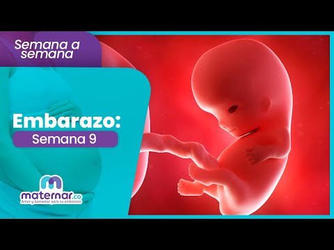 Semana 9 de embarazo: Tu bebé parece una pequeña uva | Maternar.co