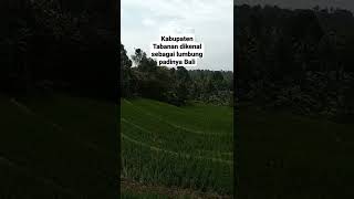 Download lagu Sawah di Tabanan - Lumbung Padinya Bali | Jelajah Pulau Bali mp3