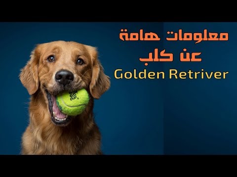 , title : 'جميع المعلومات عن كلاب الجولدن ريتريفر  || Golden Retriever'