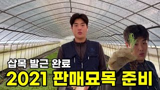 삽목 발근 완료! 2021 판매묘목 준비~